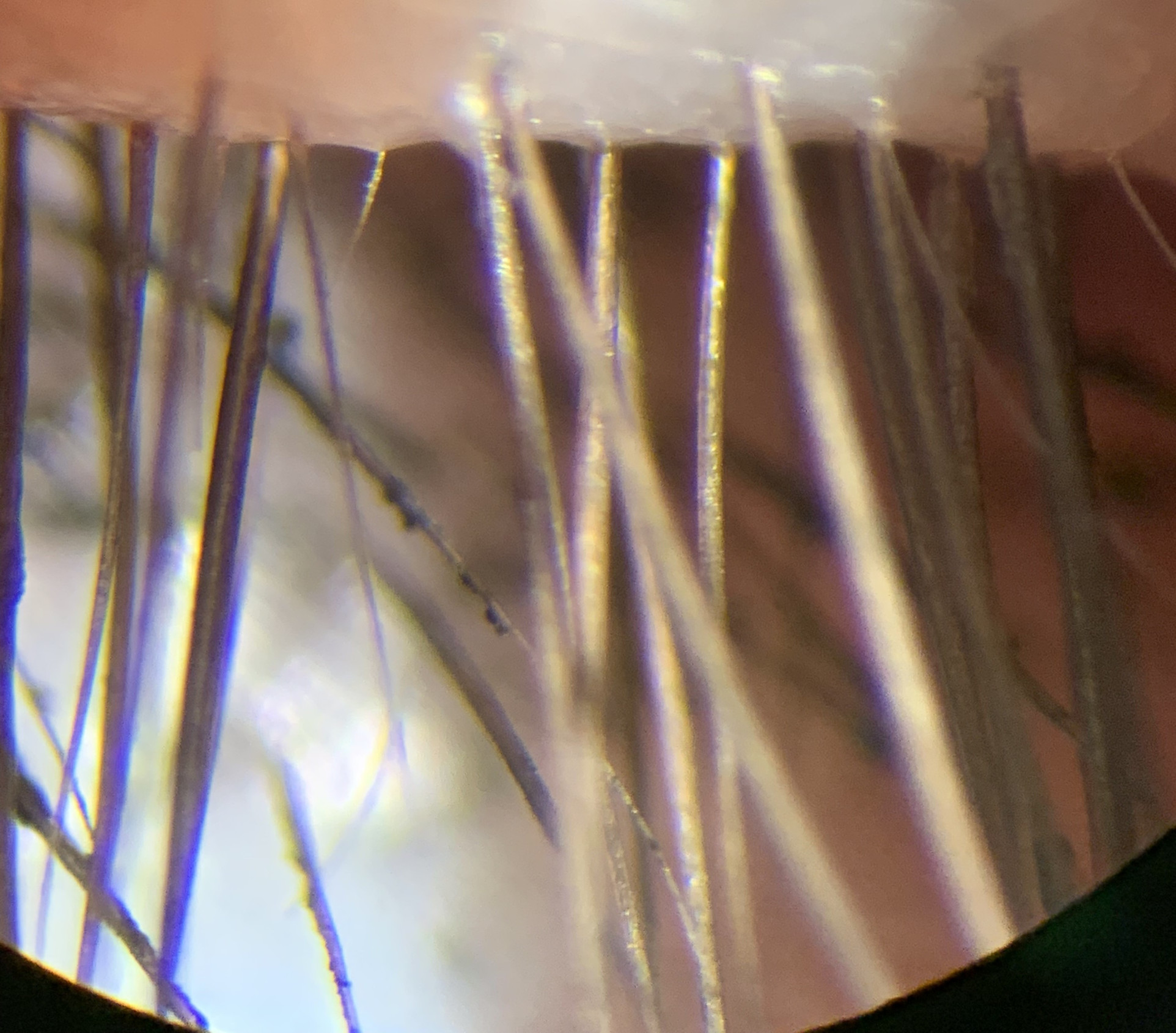 sw le superior lid and lashes edit 13 april 2019