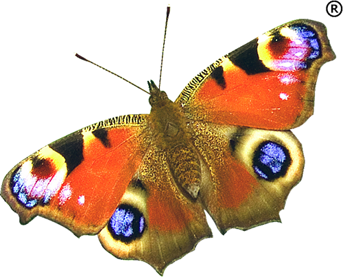 Butterflies Tranquileyes, Ocufresh, misc